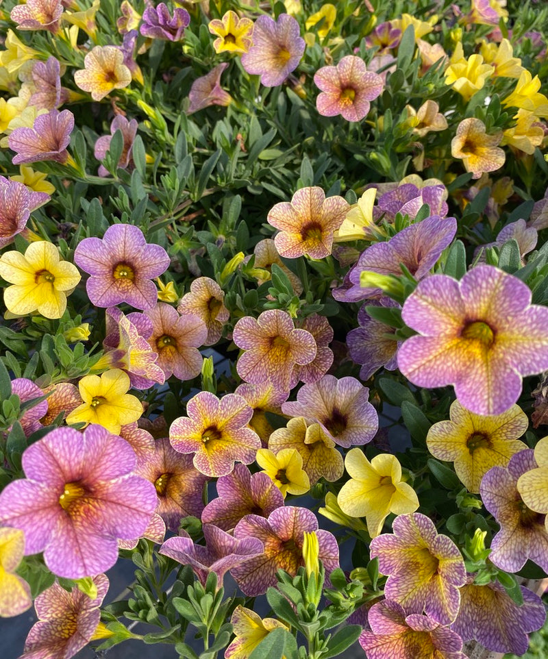 CALIBRACHOA, CHAMELEON BLUEBERRY SCONE