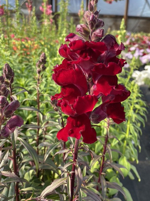 SNAPDRAGON, ROCKET RED