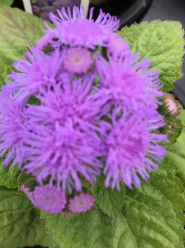 AGERATUM, BLUE HORIZON