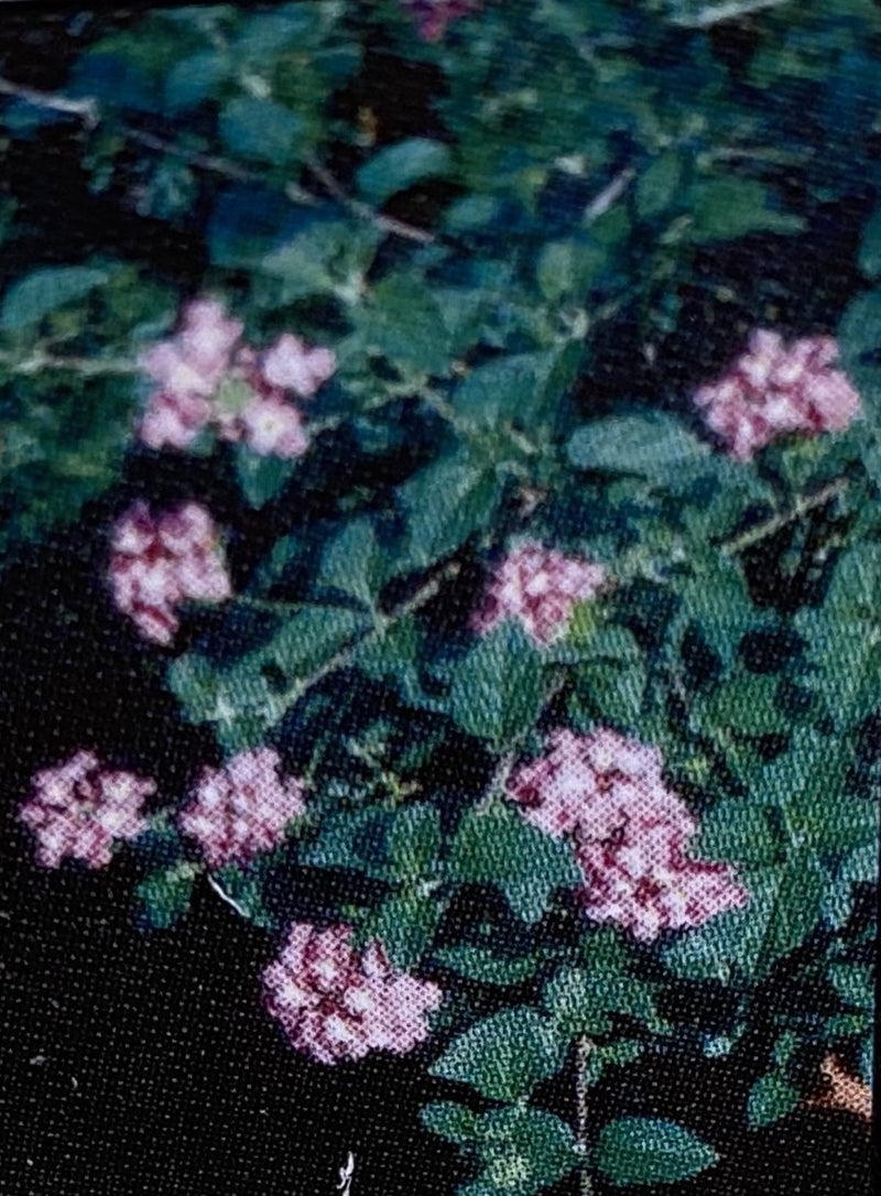 LANTANA, PURPLE TRAILING