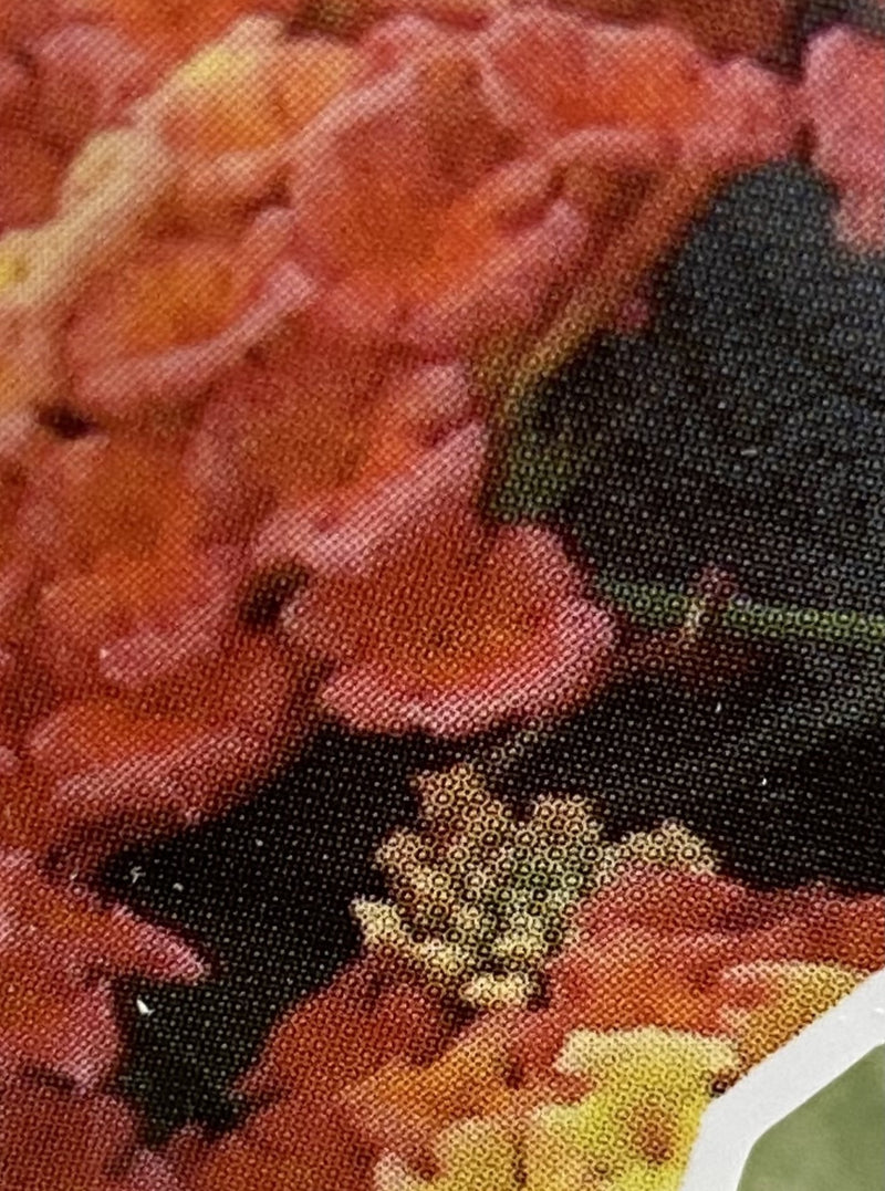 LANTANA, BANDANA PEACH