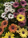 OSTEOSPERMUM, AKILA GRAND CANYON MIX