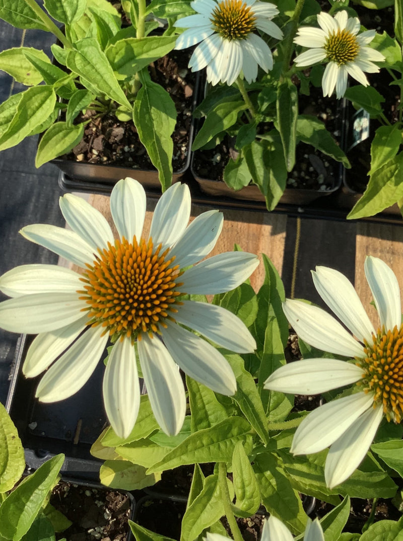 ECHINACEA, POWWOW WHITE (CONEFLOWER)