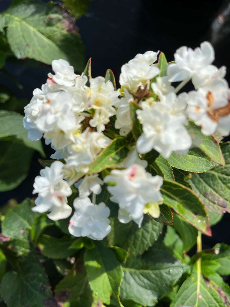 HYDRANGEA, WEDDING GOWN
