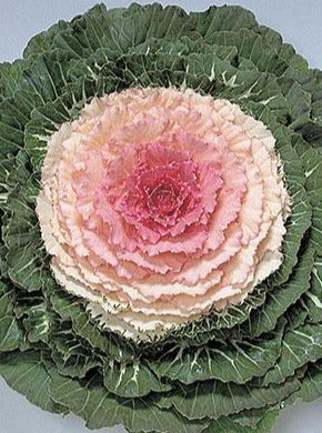ORNAMENTAL CABBAGE / KALE, PIGEON PINK