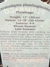 CERATOSTIGMA PLUMBAGINOIDES (PLUMBAGO)