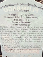 CERATOSTIGMA PLUMBAGINOIDES (PLUMBAGO)