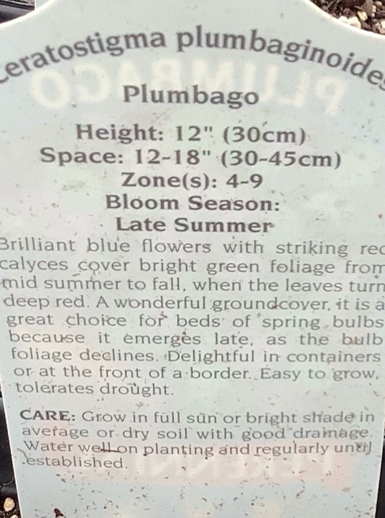 CERATOSTIGMA PLUMBAGINOIDES (PLUMBAGO)