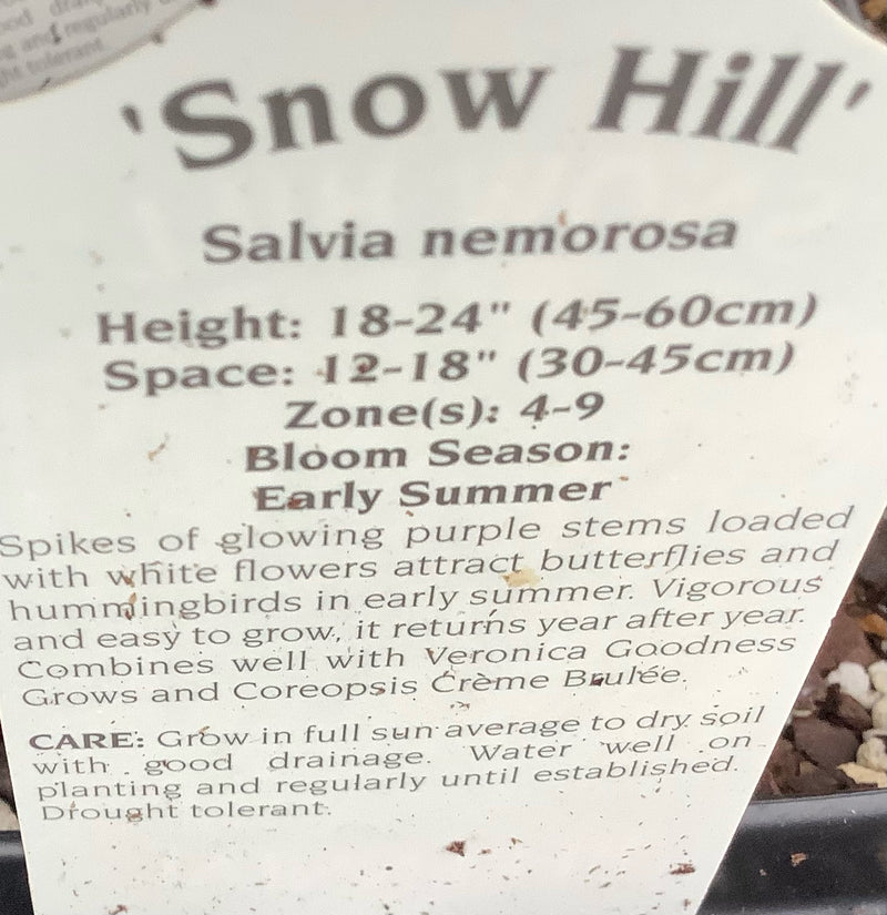 SALVIA, SNOW HILL