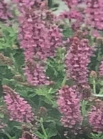 SALVIA, BLUE HILL