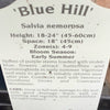 SALVIA, BLUE HILL