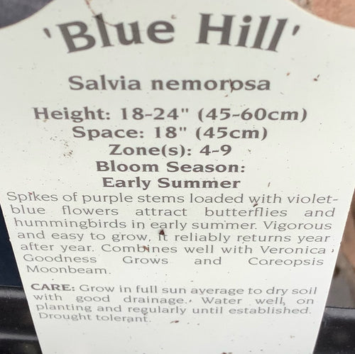 SALVIA, BLUE HILL