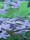 AMSONIA, BLUE ICE (BLUE STAR)