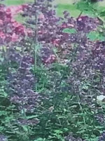 NEPETA, SUMMER MAGIC (CATMINT)