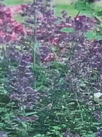 NEPETA, SUMMER MAGIC (CATMINT)