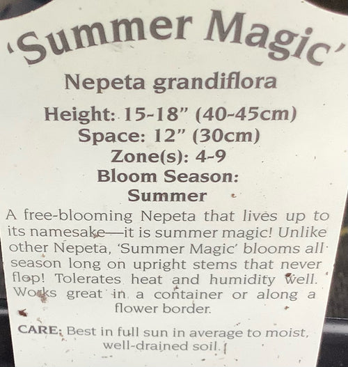 NEPETA, SUMMER MAGIC (CATMINT)