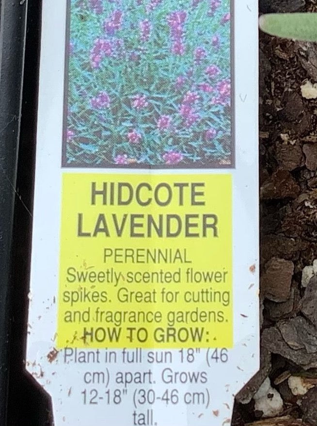 LAVENDER, HIDCOTE