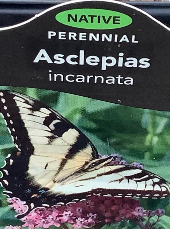 ASCLEPIAS INCARNATA (SWAMP MILKWEED)