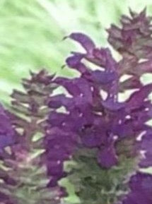SALVIA, MARCUS