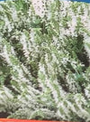 SALVIA, SNOW HILL