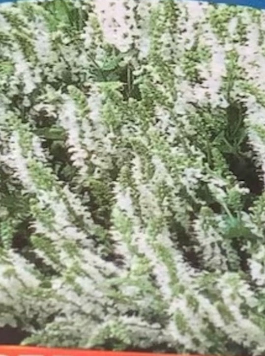 SALVIA, SNOW HILL