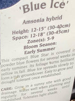 AMSONIA, BLUE ICE (BLUE STAR)