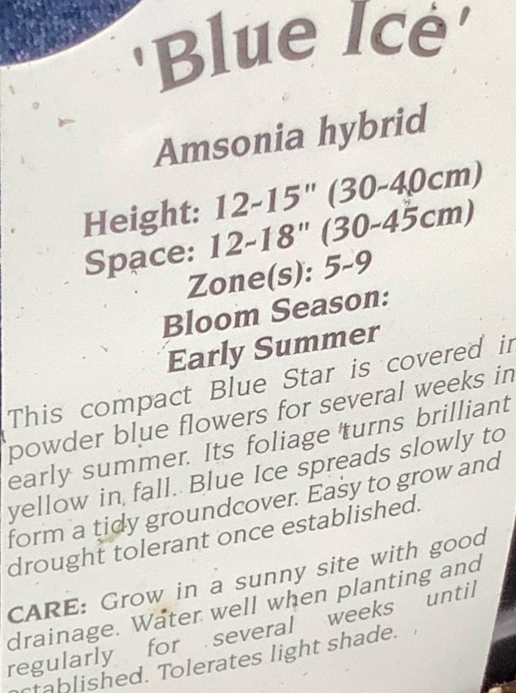 AMSONIA, BLUE ICE (BLUE STAR)