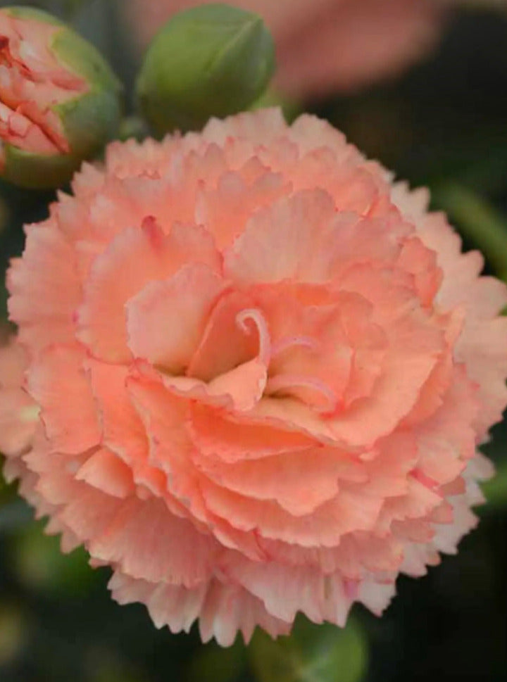 DIANTHUS, SUPER TROUPER ORANGE
