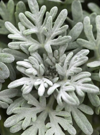 ARTEMISIA, SEA SALT