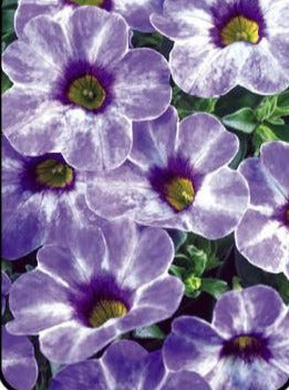 CALIBRACHOA, CHAMELEON FROZEN ICE