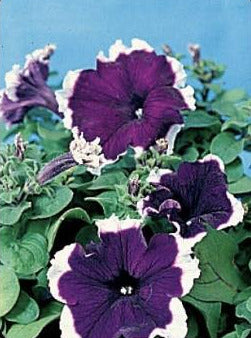 PETUNIA, HULA HOOP BLUE