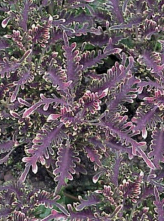 COLEUS, KIWI FERN
