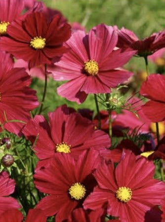 COSMOS, RUBENZA