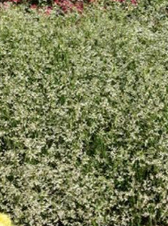 EUPHORBIA, GLAMOUR