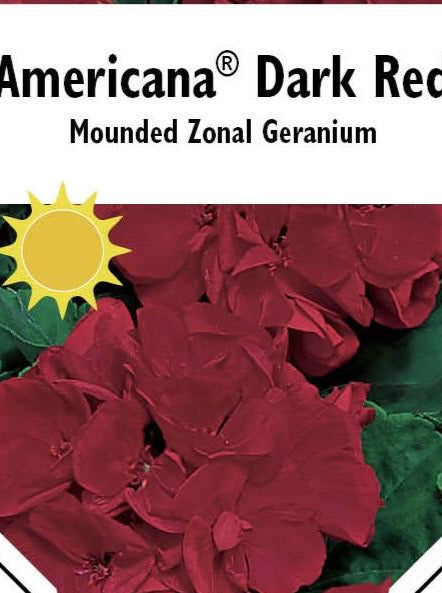 GERANIUM, AMERICANA DARK RED