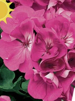 GERANIUM, AMERICANA ORCHID