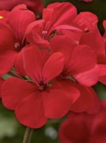GERANIUM, CALIENTE FIRE