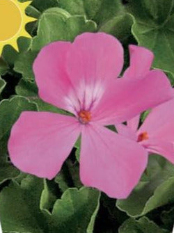 GERANIUM, CALIENTE PINK