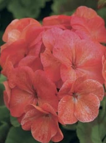 GERANIUM, PINTO PREMIUM SALMON SPLASH