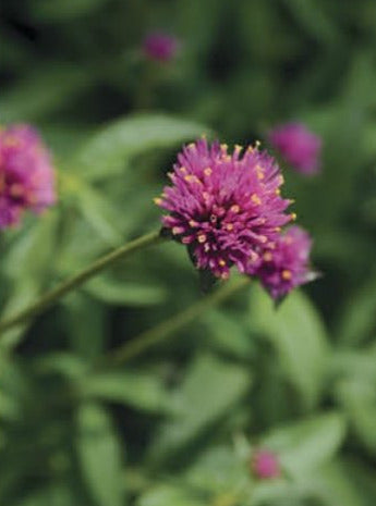 GOMPHRENA, FIREWORKS