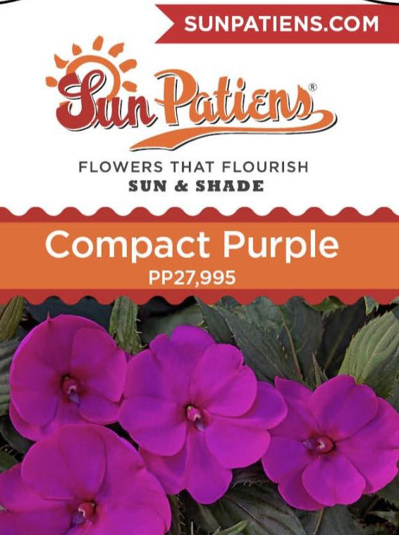 IMPATIENS, N G SUNPATIENS COMPACT PURPLE