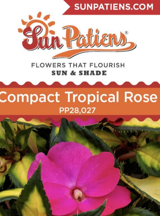 IMPATIENS, N G SUNPATIENS COMPACT TROPICAL ROSE