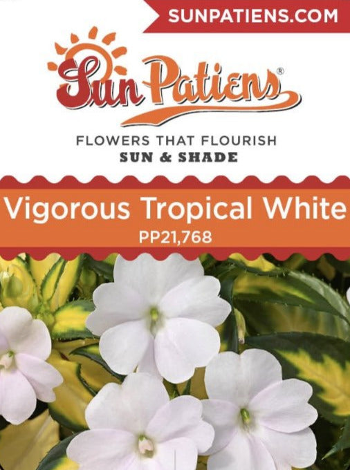 IMPATIENS, N G SUNPATIENS VIGOROUS TROPICAL WHITE