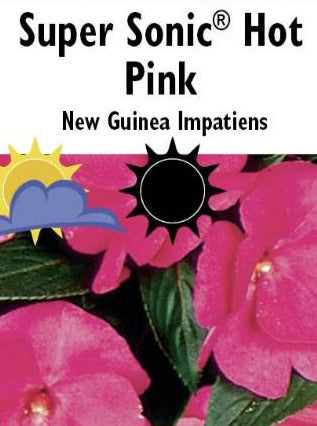 IMPATIENS, NEW GUINEA SUPER SONIC HOT PINK