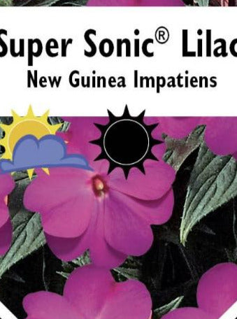 IMPATIENS, NEW GUINEA SUPER SONIC LILAC