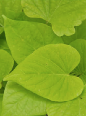 IPOMOEA, SWEET GEORGIA HEART LIGHT GREEN (SWEET POTATO VINE)