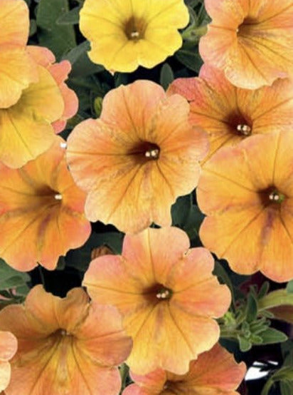 PETUNIA, CASCADIAS INDIAN SUMMER