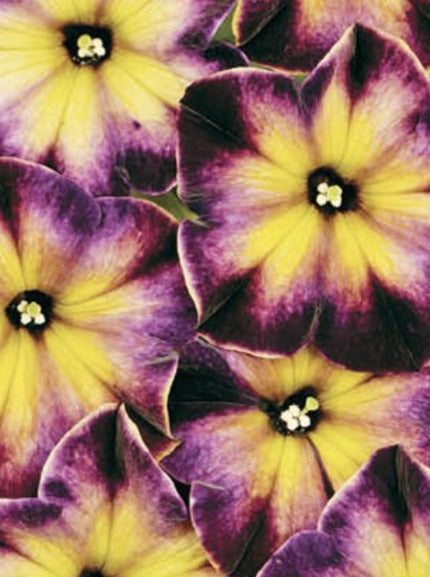 PETUNIA, CRAZYTUNIA MOONSTRUCK