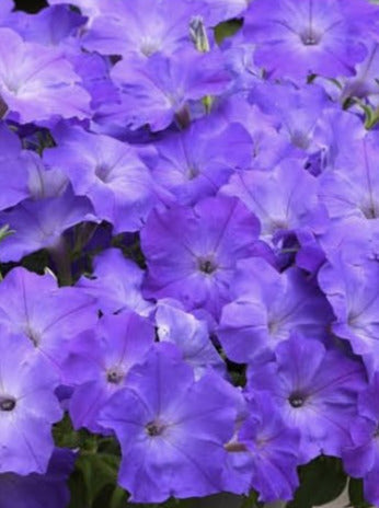 PETUNIA, EASY WAVE LAVENDER SKY BLUE