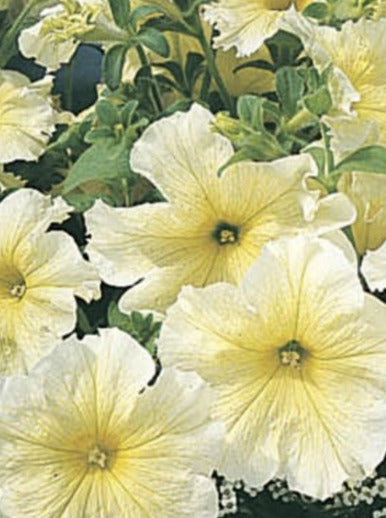 PETUNIA, PRISM SUNSHINE